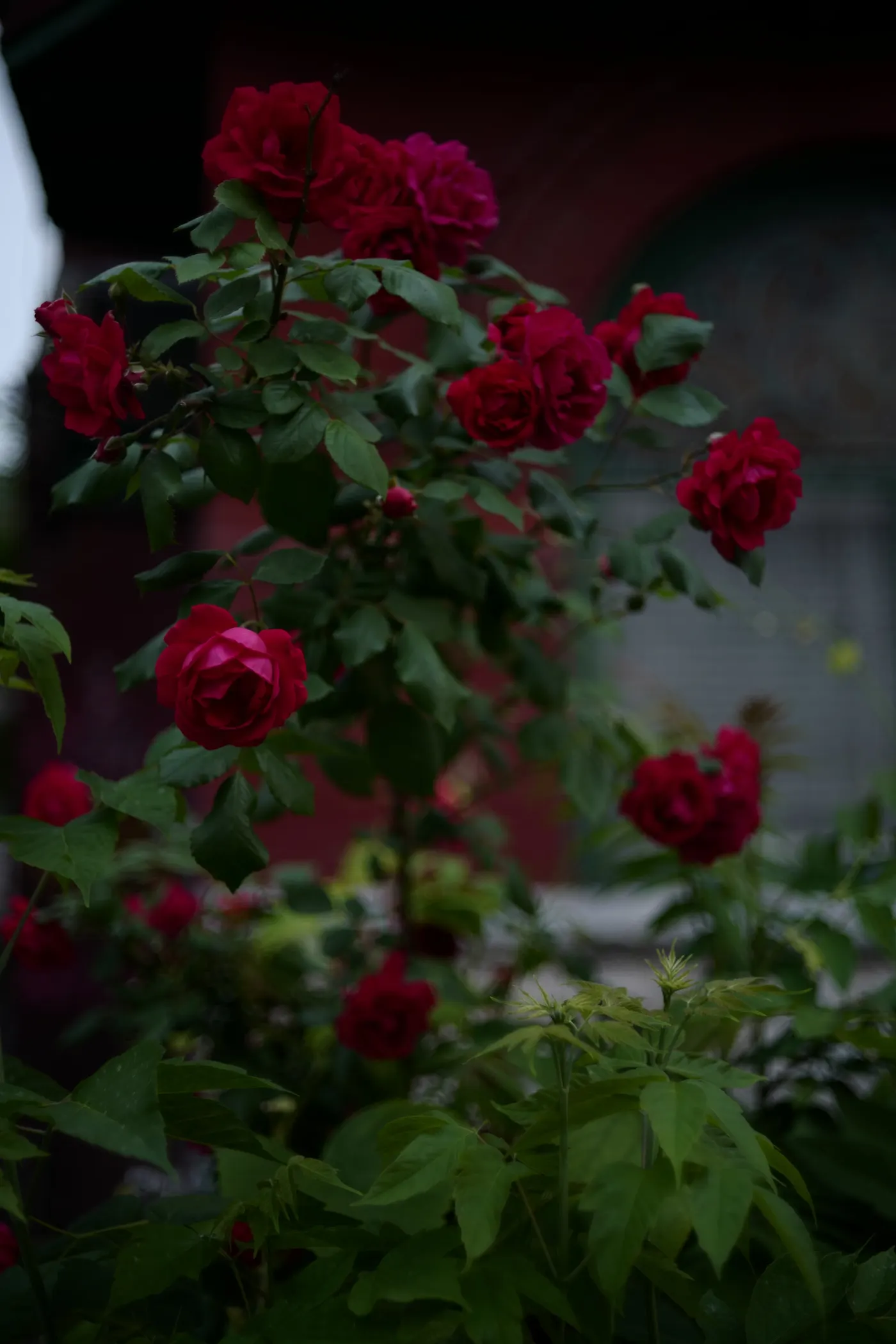 Bokeh Sample Rendering of Light Lens Lab 50mm f/1.2 ASPH
